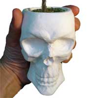 Ampliar: Mate Calavera